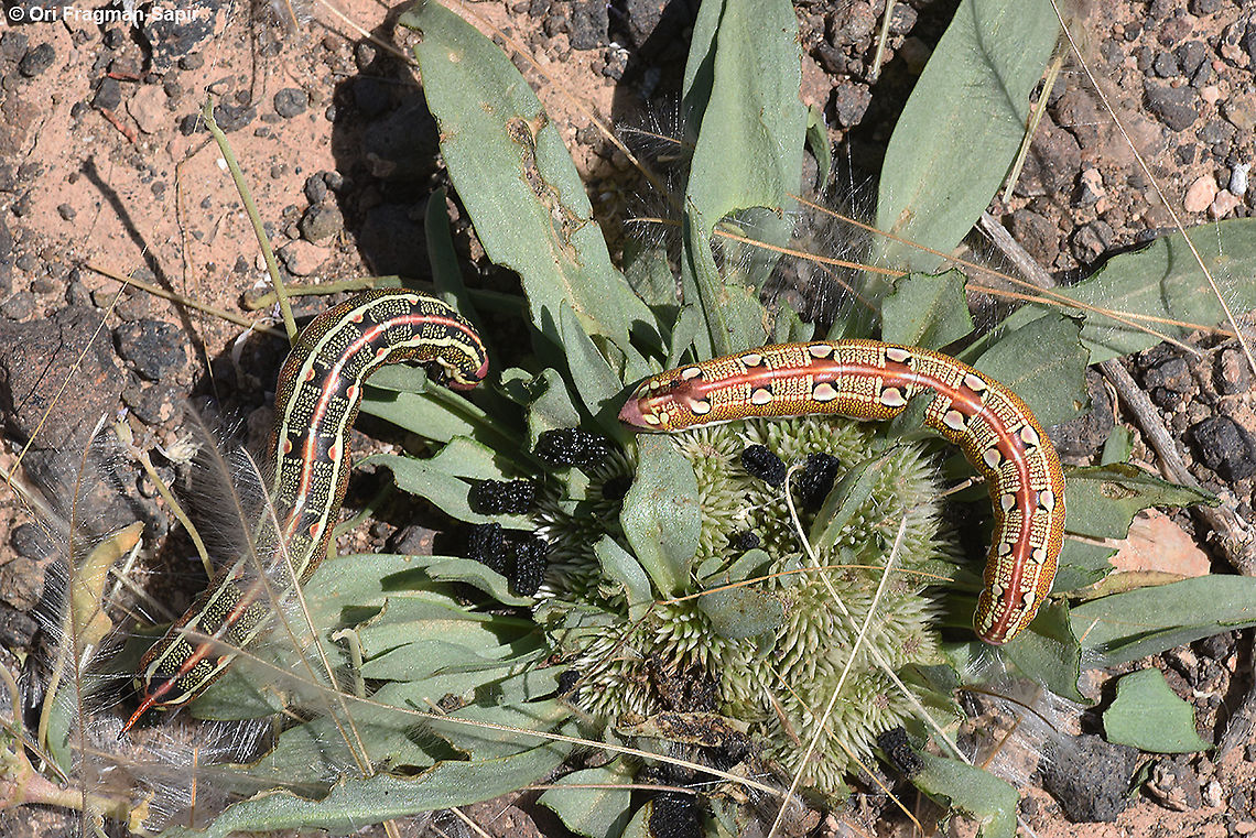 Hyles livornica  Geotagged,Hyles livornica,Israel,Spring,Striped hawk-moth