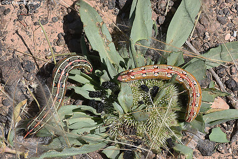 Hyles livornica  Geotagged,Hyles livornica,Israel,Spring,Striped hawk-moth