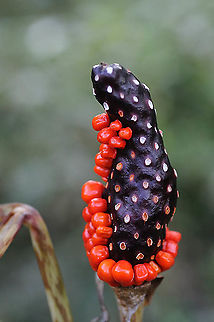 Arisaema serratum  Arisaema serratum,Fall,Geotagged,Japan