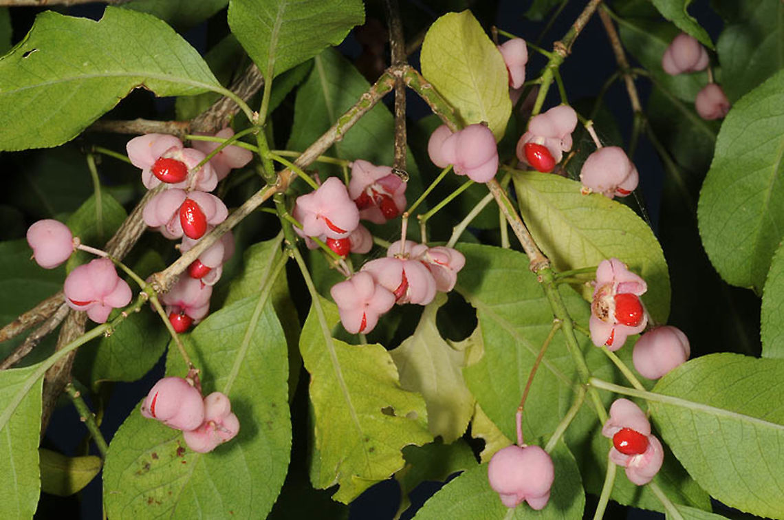 Euonymus hamiltonianus ssp sieboldianus Japan, Kamikuchi Euonymus hamiltonianus,Fall,Geotagged,Japan