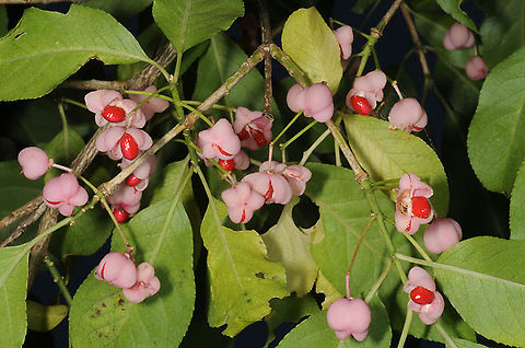 Euonymus hamiltonianus ssp sieboldianus Japan, Kamikuchi Euonymus hamiltonianus,Fall,Geotagged,Japan