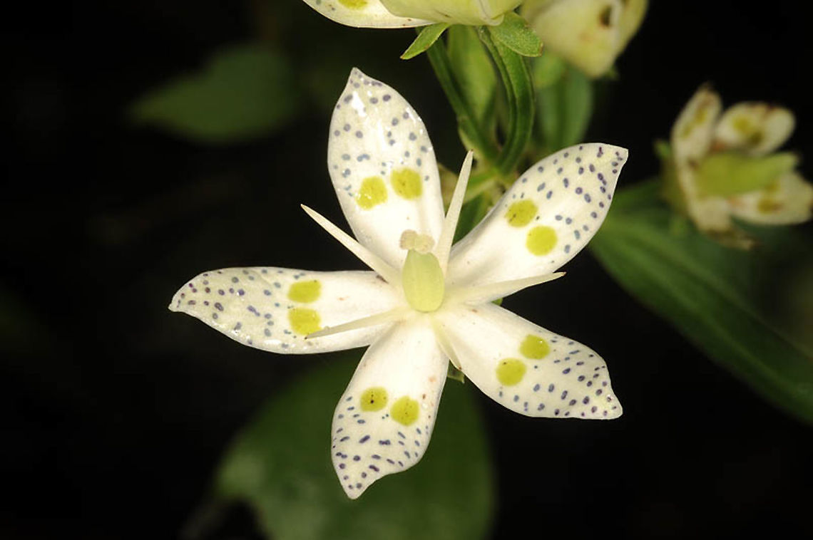 Swertia bimaculata China, Guangdong - Nanling Reserve China,Fall,Geotagged,Swertia bimaculata