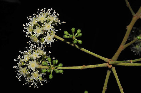 Schefflera heptaphylla China, Dinghushan national reserve China,Fall,Geotagged,Schefflera heptaphylla