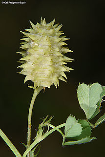 Medicago murex  Geotagged,Israel,Medicago murex,Spring