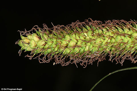 Carex hispida  Carex hispida,Geotagged,Israel,Spring