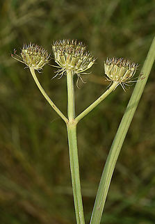 Oenanthe pimpinelloides  Geotagged,Israel,Oenanthe pimpinelloides,Spring
