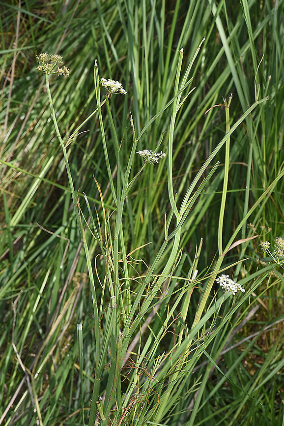 Oenanthe pimpinelloides  Geotagged,Israel,Oenanthe pimpinelloides,Spring