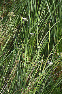 Oenanthe pimpinelloides  Geotagged,Israel,Oenanthe pimpinelloides,Spring