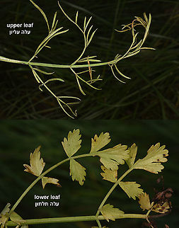 Oenanthe pimpinelloides  Geotagged,Israel,Oenanthe pimpinelloides,Spring