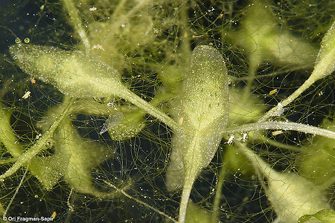 Lemna trusulca  Lemna trisulca,Lemna trusulca