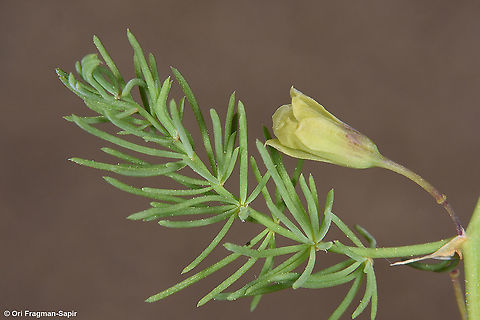 Asparagus palaestinus  Asparagus palaestinus