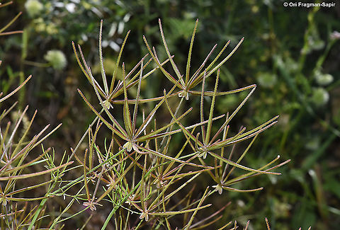 Scandix australis  Geotagged,Israel,Scandix australis,Spring
