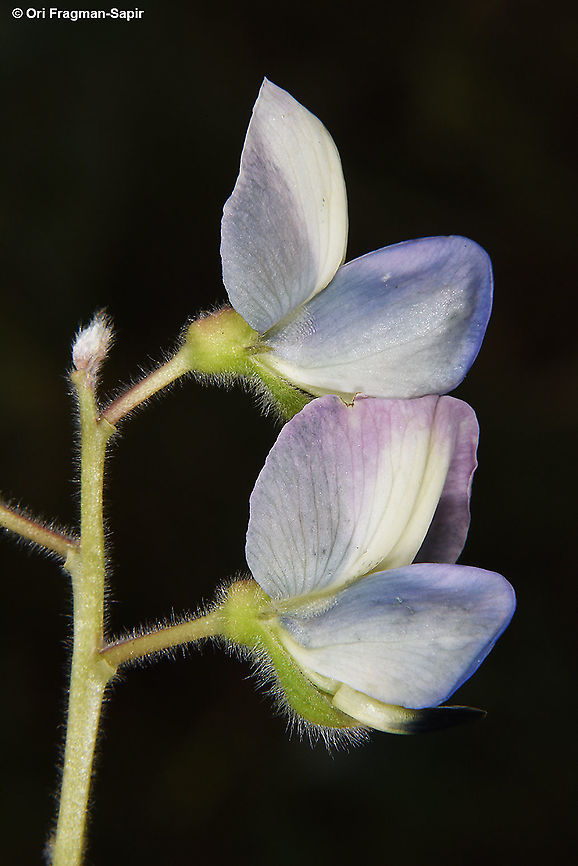 Lupinus palaestinus  Geotagged,Israel,Lupinus palaestinus,Spring