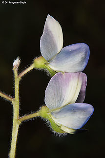 Lupinus palaestinus  Geotagged,Israel,Lupinus palaestinus,Spring