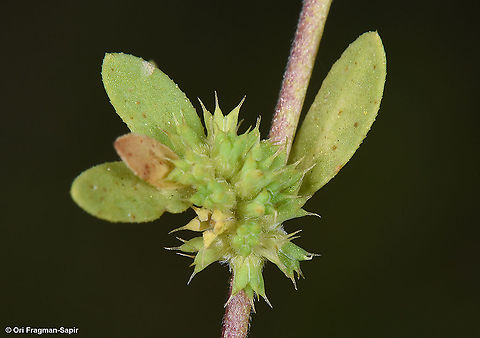 Paronychia echinulata