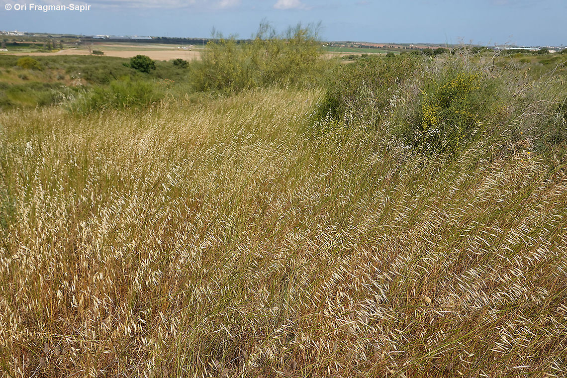 Avena longiglumis  Avena longiglumis,Geotagged,Israel,Spring