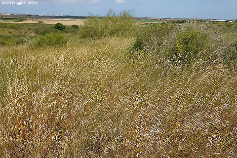 Avena longiglumis  Avena longiglumis,Geotagged,Israel,Spring