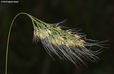 Cynosurus effusus  Cynosurus effusus,Geotagged,Israel,Spring