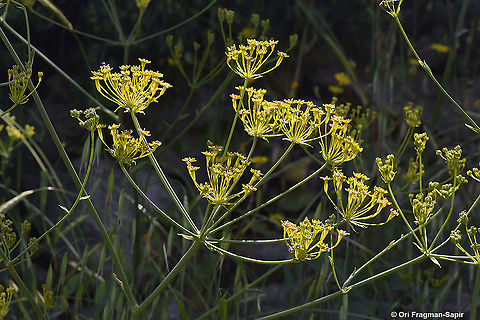 Heptaptera anisoptera  Geotagged,Heptaptera anisoptera,Israel,Spring