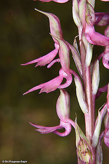 Anacamptis sancta
