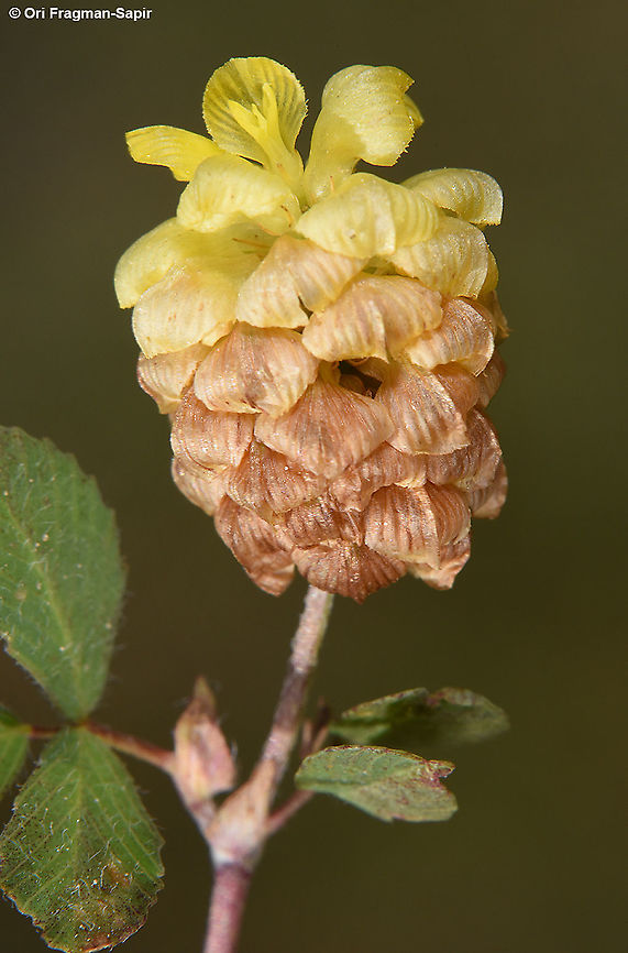 Trifolium campestre  Geotagged,Hop Trefoil,Israel,Spring,Trifolium campestre