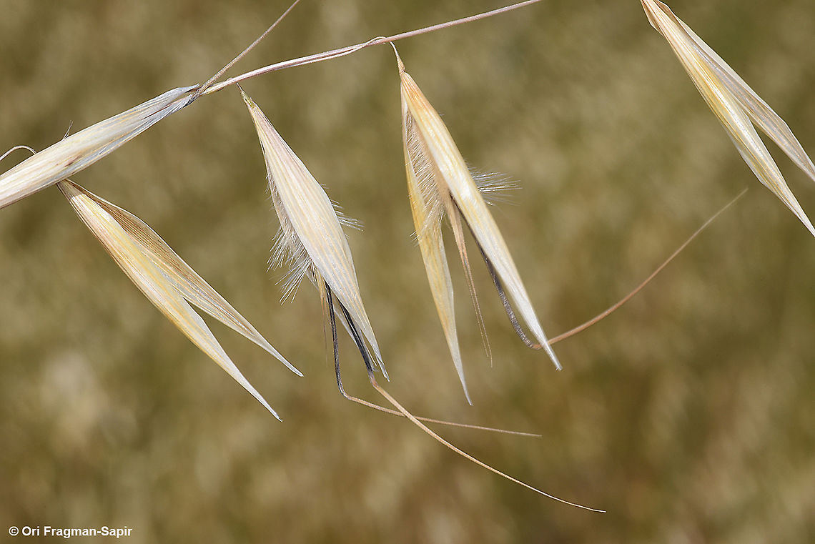 Avena longiglumis  Avena longiglumis,Geotagged,Israel,Spring