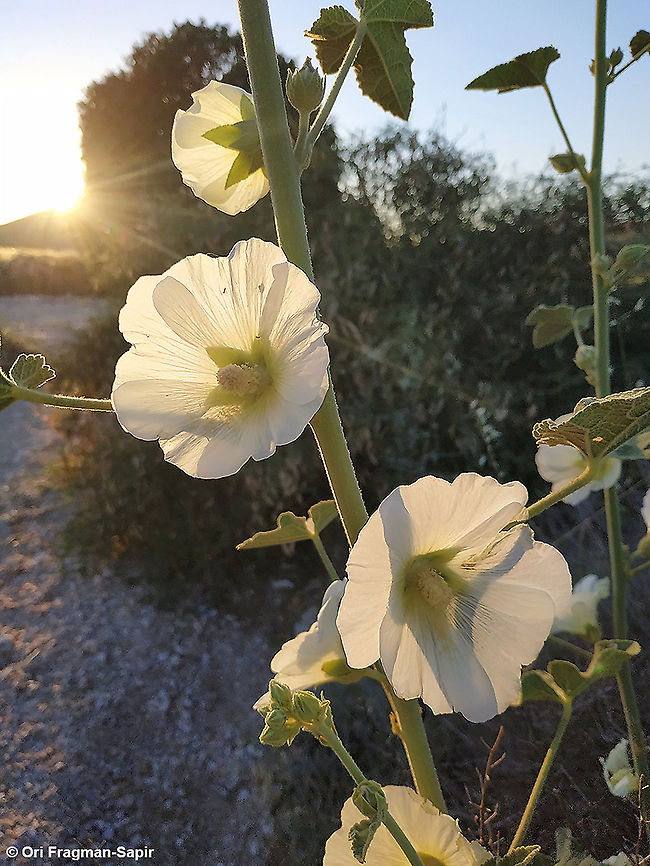Alcea striata  Alcea striata,Geotagged,Israel,Spring