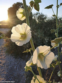 Alcea striata  Alcea striata,Geotagged,Israel,Spring
