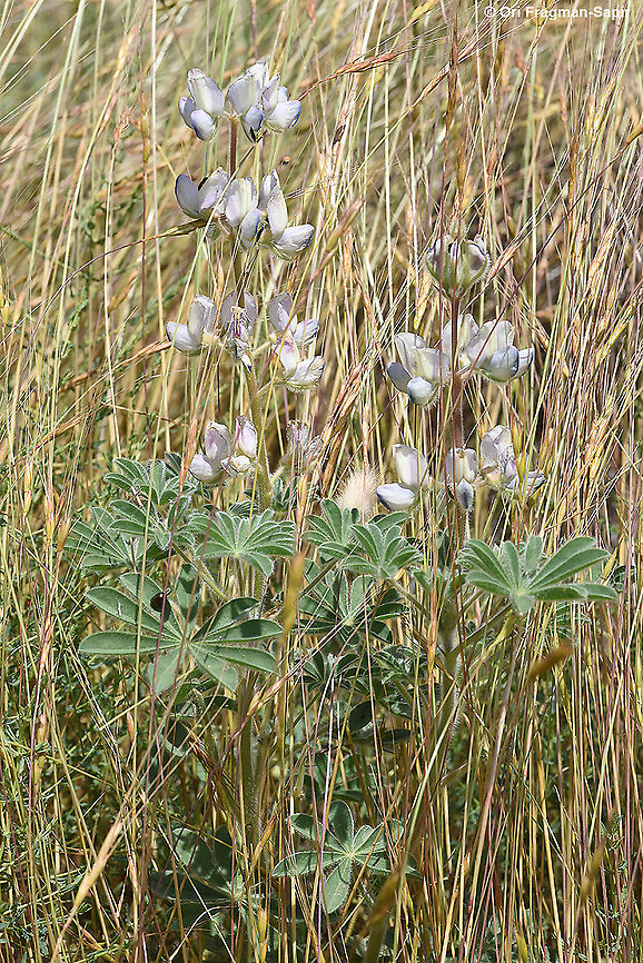 Lupinus palaestinus  Geotagged,Israel,Lupinus palaestinus,Spring
