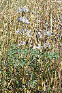 Lupinus palaestinus  Geotagged,Israel,Lupinus palaestinus,Spring