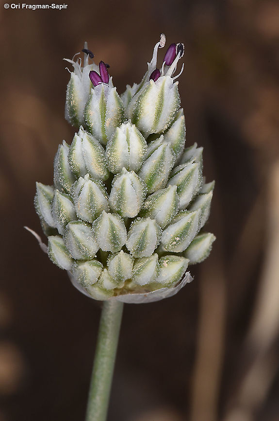 Allium artemisietorum  Allium artemisietorum,Geotagged,Israel,Spring