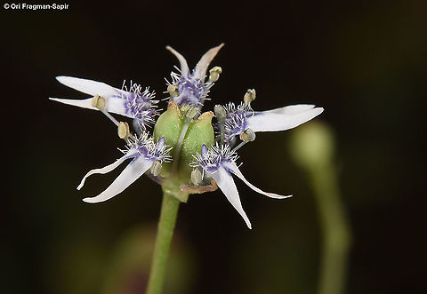 Garidella nigellastrum  Garidella nigellastrum,Geotagged,Israel,Spring