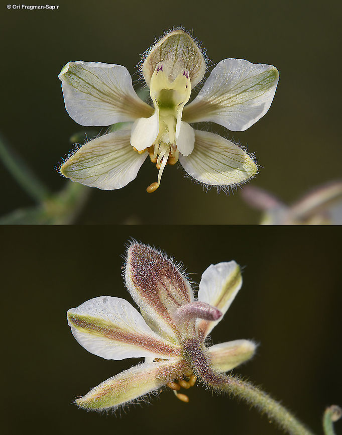 Consolida incana  Consolida incana,Geotagged,Israel,Spring