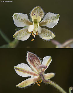 Consolida incana  Consolida incana,Geotagged,Israel,Spring