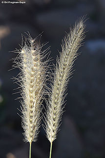 Tetrapogon villosus  Geotagged,Israel,Spring,Tetrapogon villosus