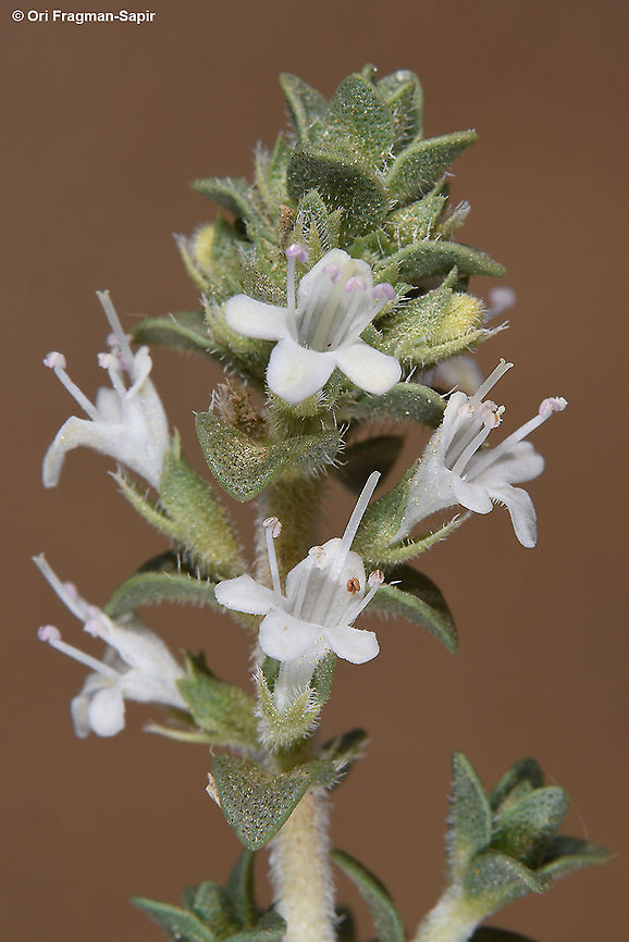 Thymus bovei  Geotagged,Israel,Spring,Thymus bovei