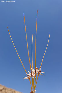 Erodium arborescens  Erodium arborescens,Geotagged,Israel,Spring