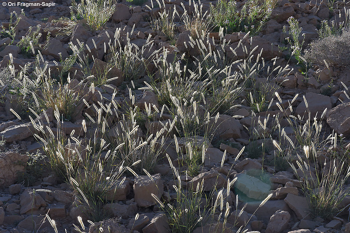 Tetrapogon villosus  Geotagged,Israel,Spring,Tetrapogon villosus