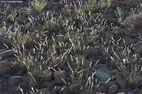 Tetrapogon villosus  Geotagged,Israel,Spring,Tetrapogon villosus