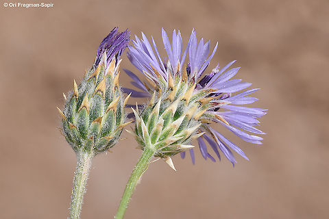 Volutaria lippii  Geotagged,Israel,Spring,Volutaria lippii