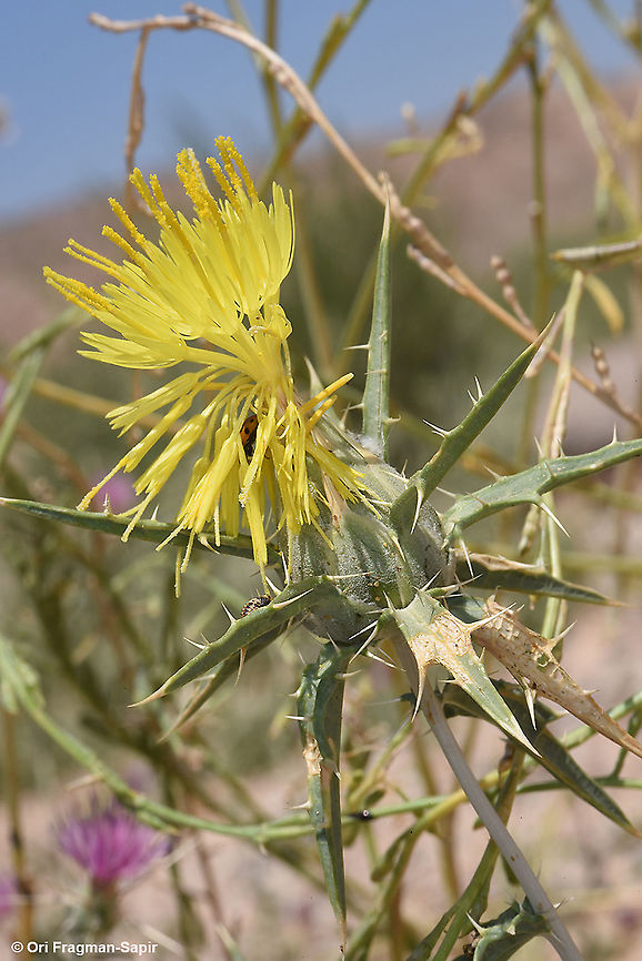 Carthamus persicus  Carthamus persicus,Geotagged,Israel,Spring