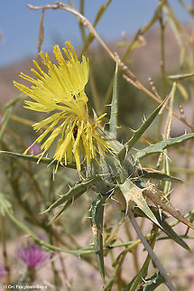 Carthamus persicus  Carthamus persicus,Geotagged,Israel,Spring