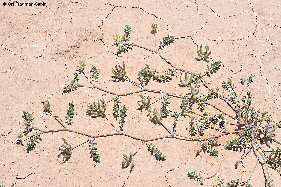 Astragalus schimperi  Astragalus schimperi,Geotagged,Israel,Spring