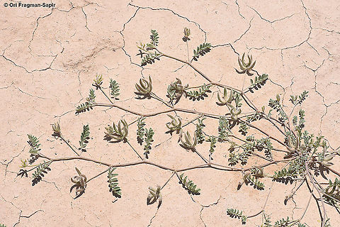 Astragalus schimperi  Astragalus schimperi,Geotagged,Israel,Spring