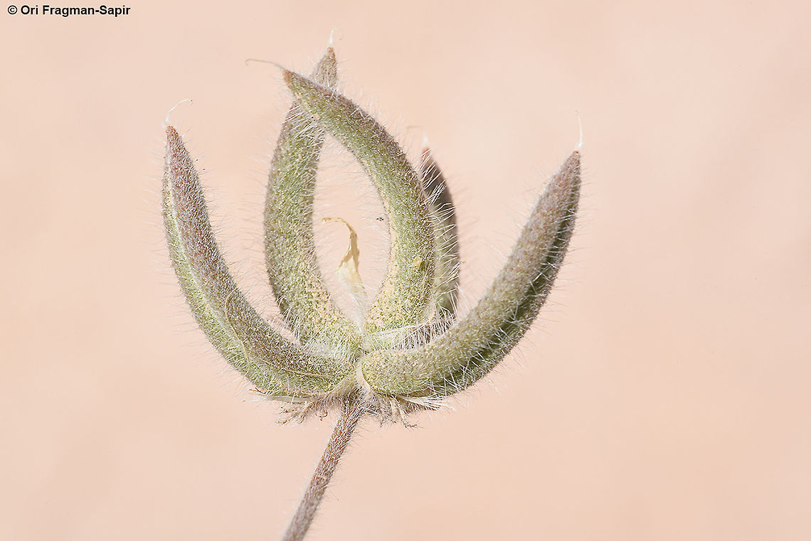 Astragalus schimperi  Astragalus schimperi,Geotagged,Israel,Spring