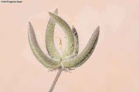 Astragalus schimperi  Astragalus schimperi,Geotagged,Israel,Spring