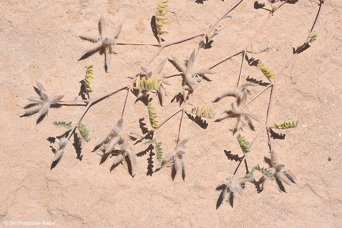 Astragalus schimperi  Astragalus schimperi,Geotagged,Israel,Spring