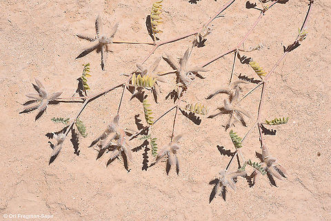 Astragalus schimperi