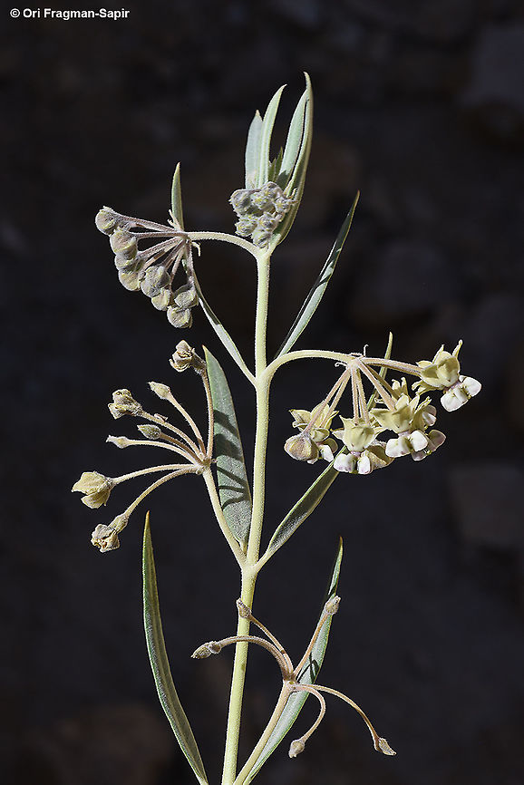 Gomphocarpus sinaicus  Geotagged,Gomphocarpus sinaicus,Israel,Spring