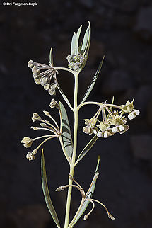 Gomphocarpus sinaicus  Geotagged,Gomphocarpus sinaicus,Israel,Spring
